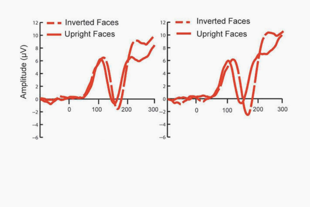 大腦對不同的事件產生不同的 ERPs。例如當看到人臉，170 毫秒後產生一個穩定的負 ERP，稱為 N170。而當看到倒置的面孔，N170 會獲得較大的振幅