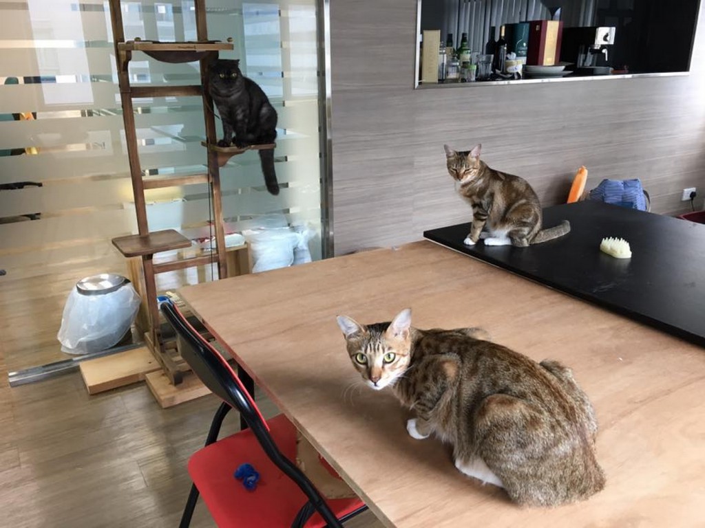現有多位同事輪流在週末返回公司，照顧貓咪起居飲食。（圖片來源：當花生芝麻遇上咖啡奶茶Facebook）