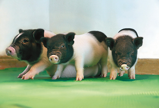 研究人員稱團隊已製造出37隻沒有PERV病毒的小豬。（eGenesis圖片）