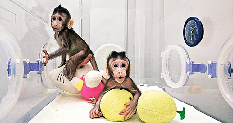 複製猴「中中」和「華華」在中科院神經科學研究所非人靈長類平台育嬰室的恒溫箱裏。（新華社圖片）