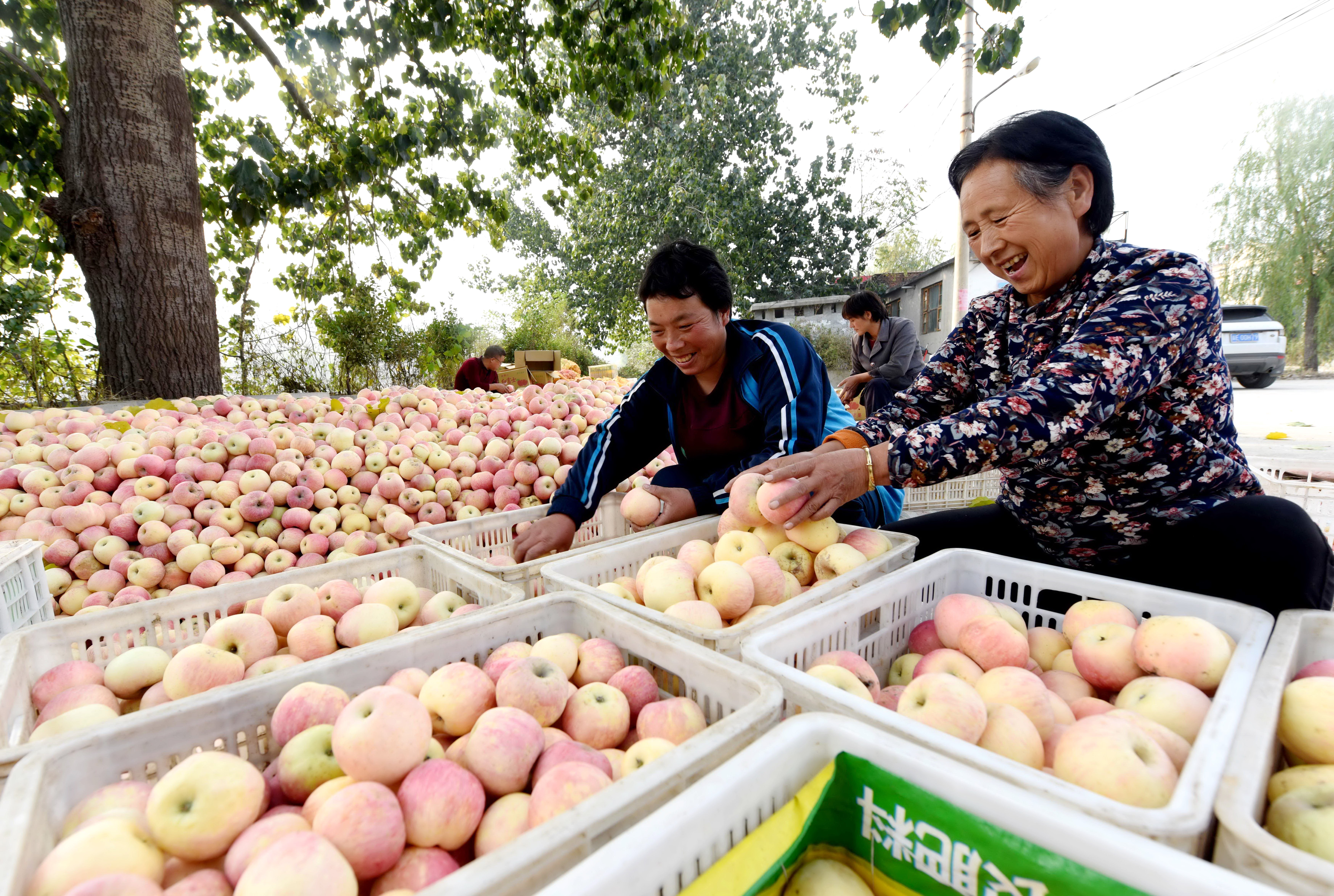 中國是全球最大蘋果消費國及出產國，惟種植仍以小農模式為主，政府常用作扶貧，幫助貧民種植蘋果維持生計。（新華社資料圖片）