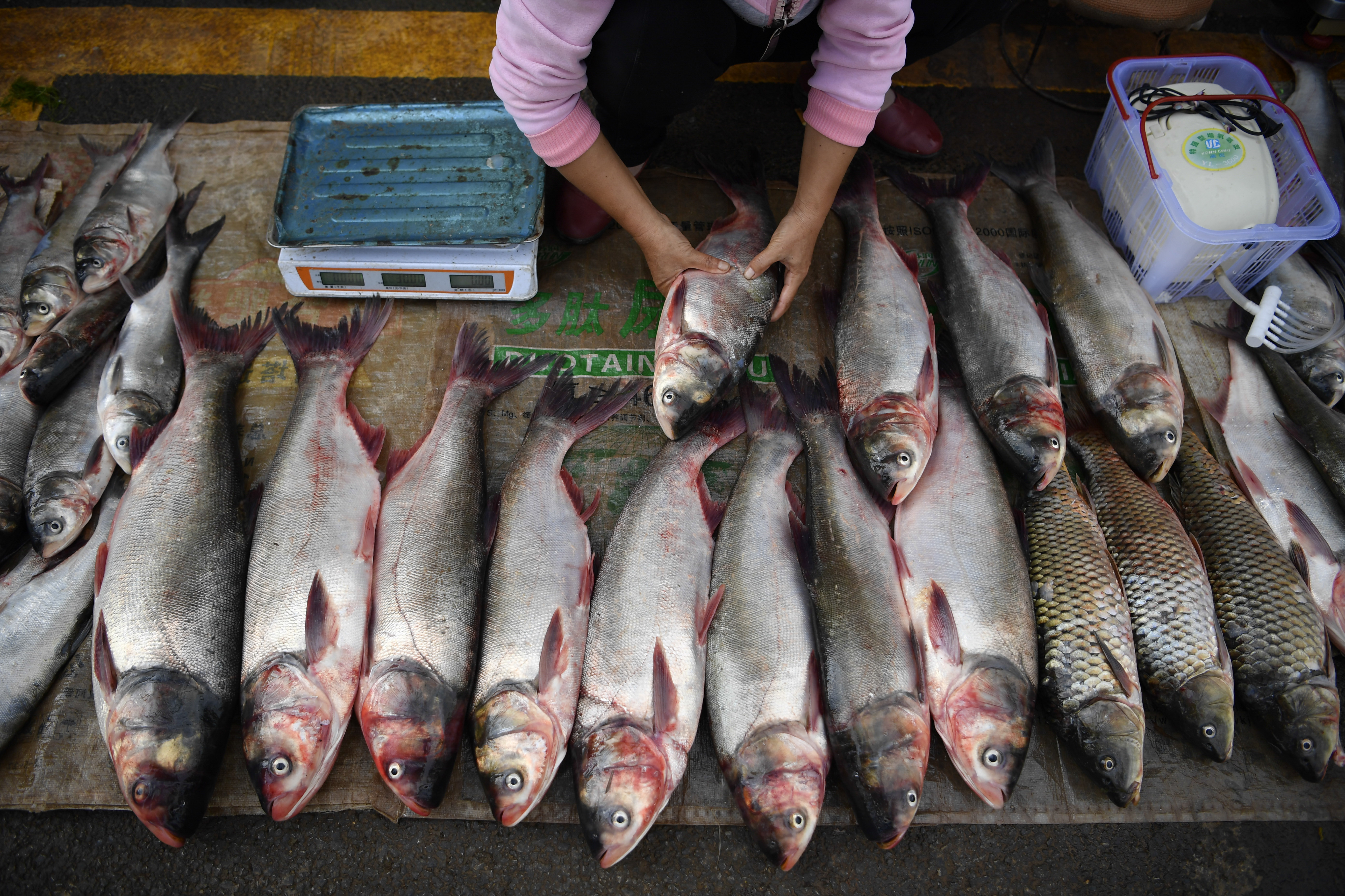 有研究證明，中國廣東人愛吃魚鮮，其鼻咽癌發病率高，跟常吃鹹魚有相互關係。（中新社資料圖片）