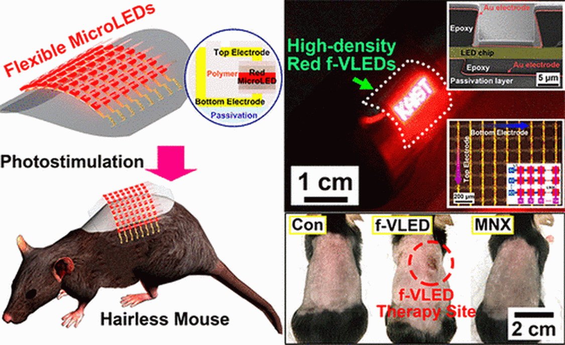 老鼠接受MicroLEDs長期照射後，其毛髮生長速度顯著加快。（ACS Nano 網上圖片）