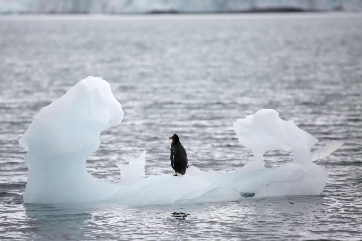 受全球暖化影響，企鵝等極地動物掙扎求存，境況堪憂。（路透資料圖片）