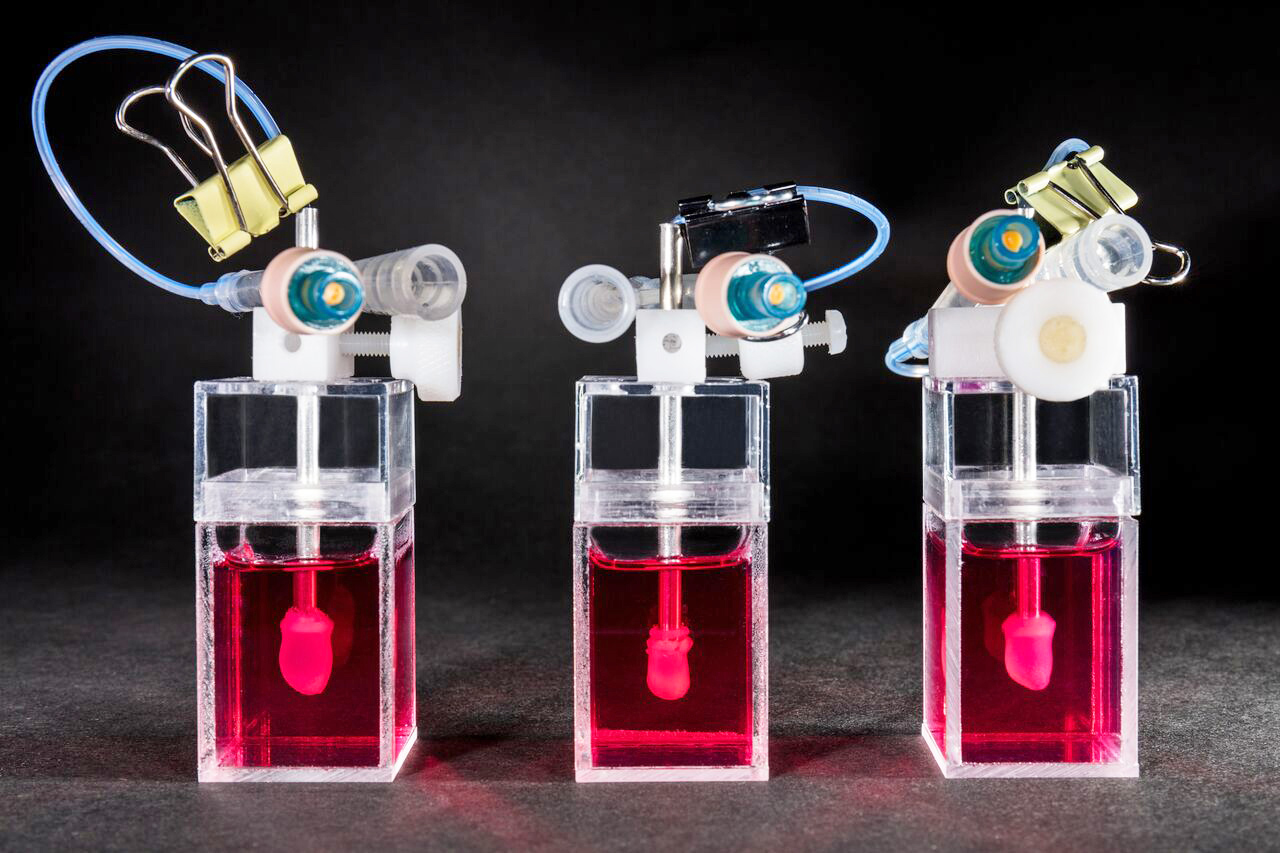 Novoheart只要抽取幾滴血液，就能以人類幹細胞技術，培育微型心臟去試藥。（Novoheart圖片）
