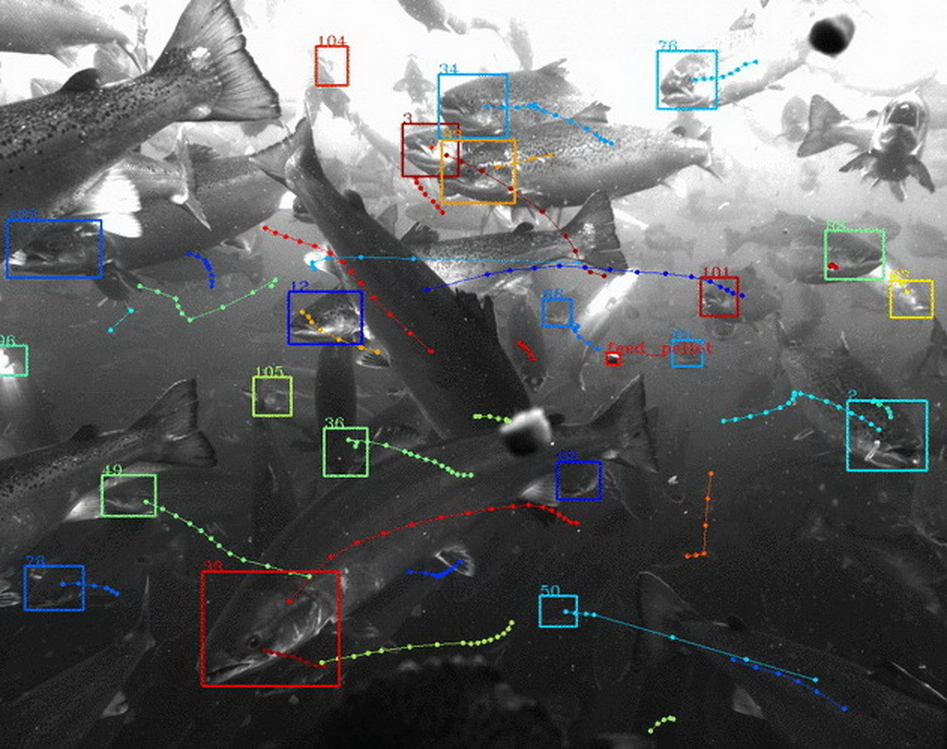Tidal透過水底攝影鏡頭結合AI技術，能監控成千上萬條魚。（Alphabet圖片）
