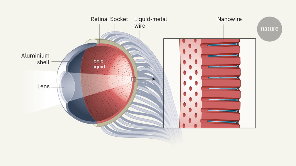 研究團隊以氧化鋁製成半球狀薄膜，上面填滿由鈣鈦礦納米電線，作用類似人眼感光細胞。（Nature網上圖片）