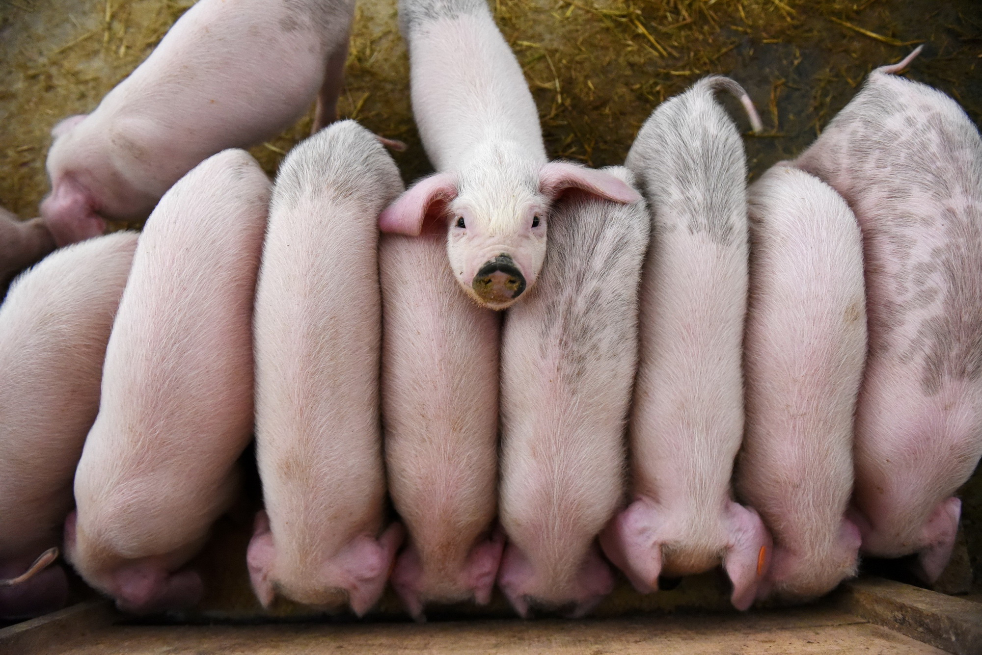 「雙基因編輯豬」可抵禦3種豬瘟同時保持正常生產，有關論文在國際期刊eLife網站發表。（路透資料圖片）