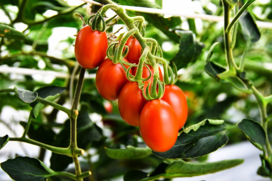 Sanatech Seed擬分別於明年春季及2022年向消費者出售基因編輯番茄的種子和果實。（Sanatech Seed網站圖片）