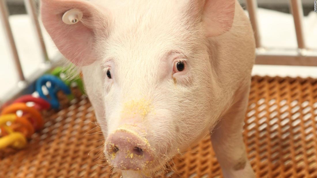 GalSafe家豬品種由美國醫療公司Revivicor研發，其體內缺少一種會引發過敏反應的α-半乳糖甘酵素（Alpha-Gal）分子。（Revivicor圖片）