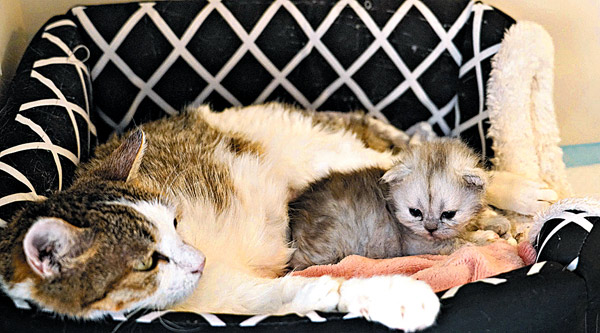 複製貓「平安」（右）與代孕母貓（左）的各項生理指標正常。（網上圖片）