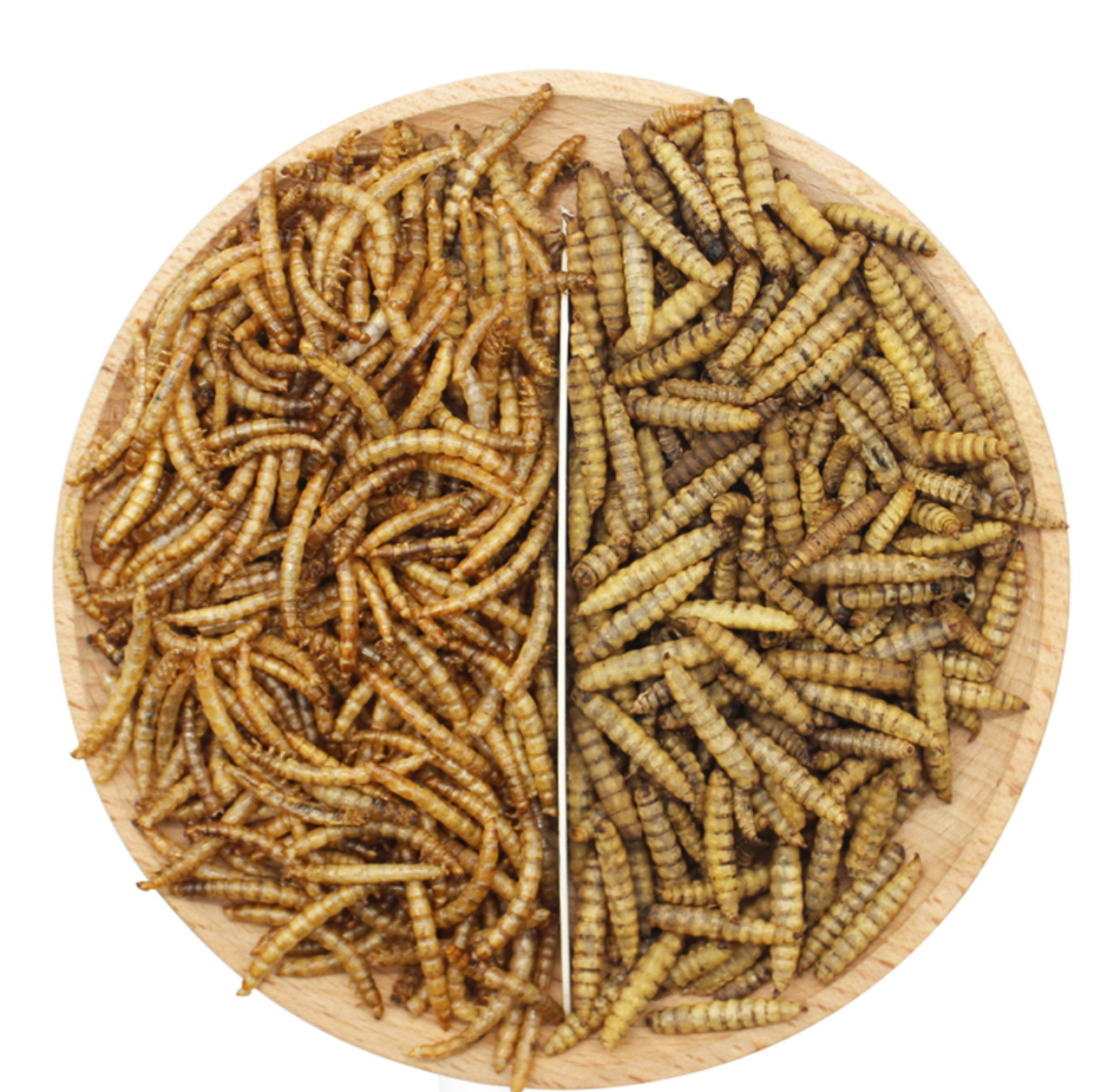 養殖黑水虻幼蟲過程中，所收集的油脂、昆蟲蛋白等可作為飼料及肥料的原料。（受訪者提供圖片）
