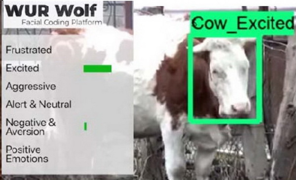 WUR Wolf以牛隻的臉部圖像辨識情緒。（瓦赫寧恩大學圖片）