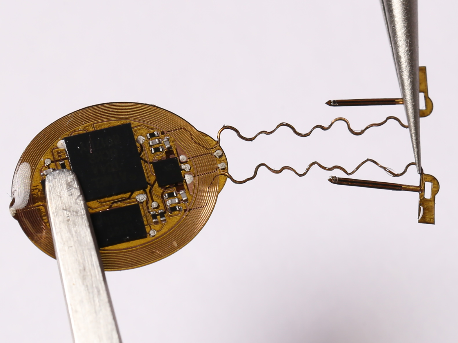 微型無線裝置植入老鼠頭顱內，再以NFC技術供電。（美國西北大學圖片）