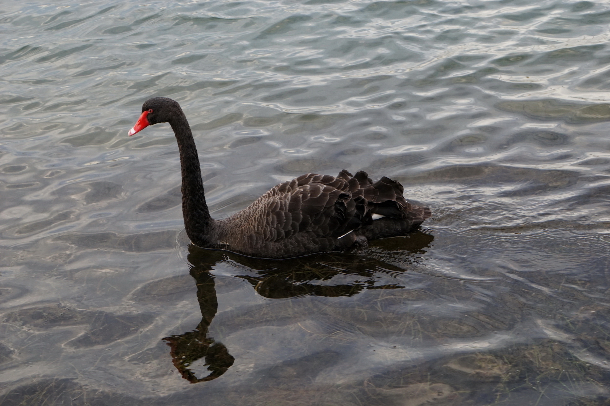 黑天鵝效應（Black Swan Theory）來形容本應極不可能發生，但實際上卻又出現的事件。（Freepik網上圖片）
