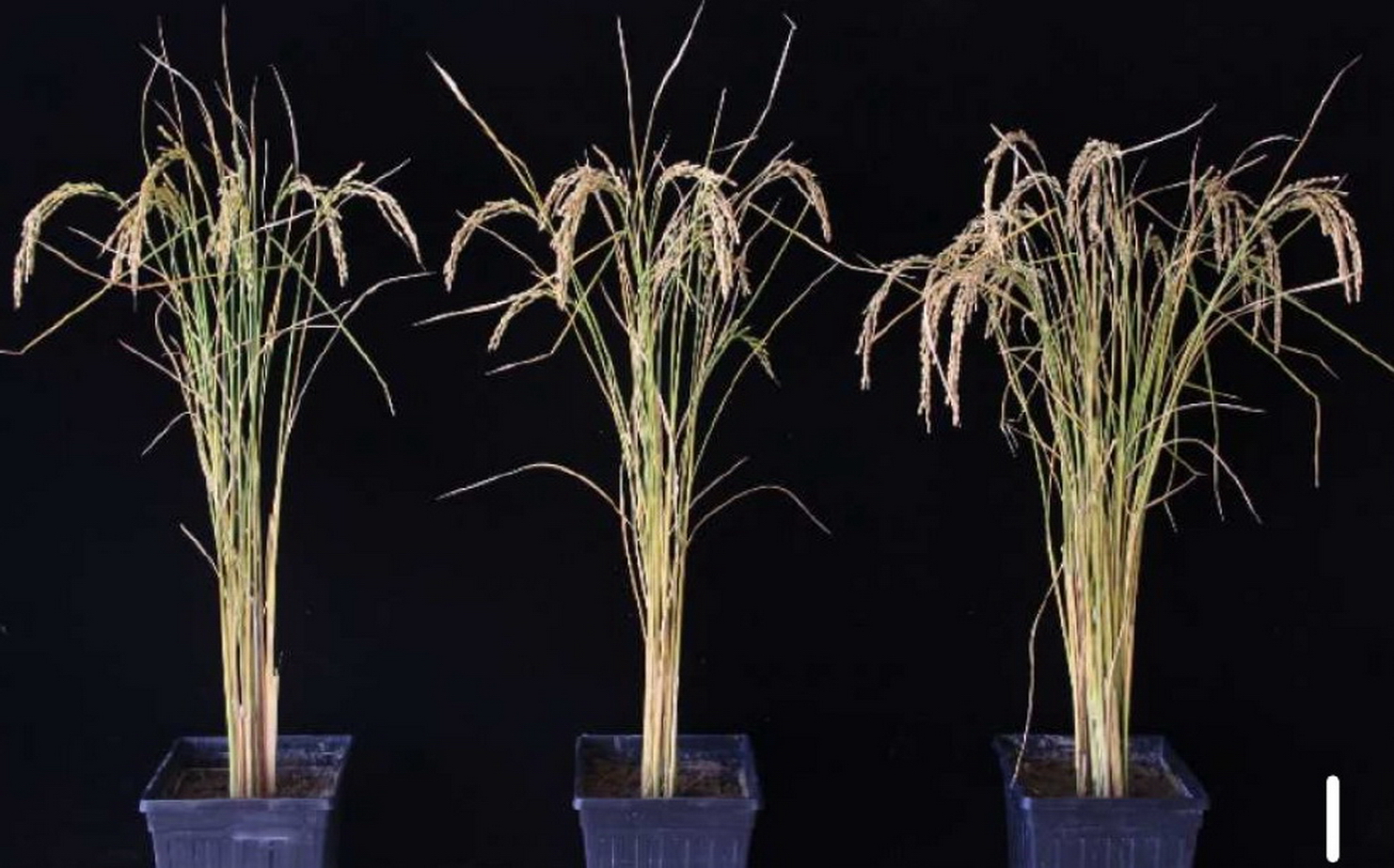 研究發現，當稻米添加FTO蛋白質後，可長得比以往壯大，料產量大幅增加五成。（Nature Biotechnology網上圖片）