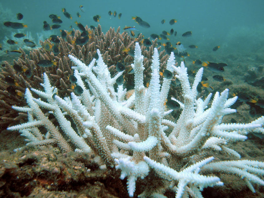 在2014年至2017年間，酷熱天氣令全球75%的熱帶珊瑚礁受嚴重破壞甚至白化。（維基百科圖片）