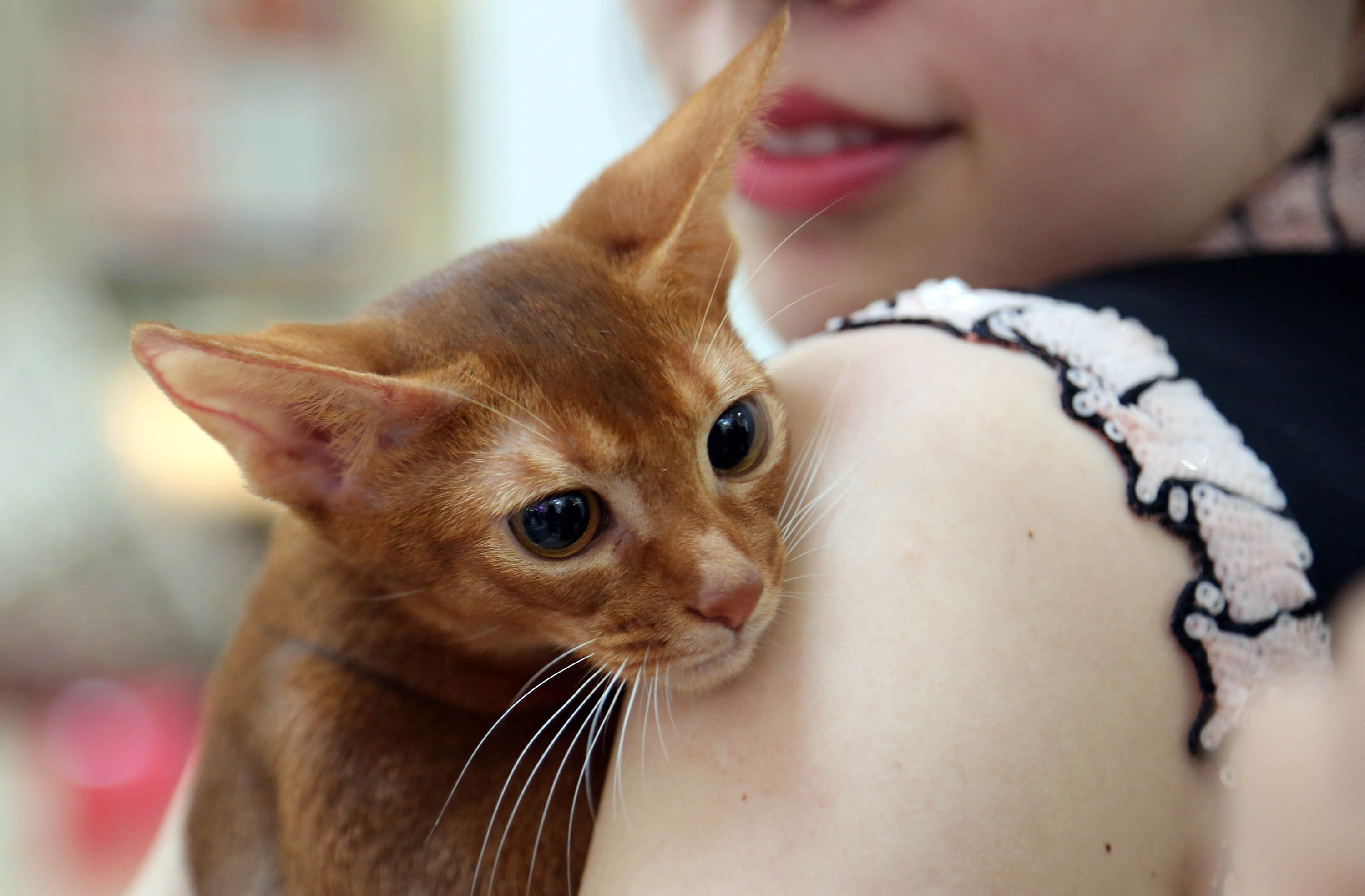 貓隻身上的貓葡萄球菌，有望成為嚴重皮膚感染的新療法。（新華社資料圖片）