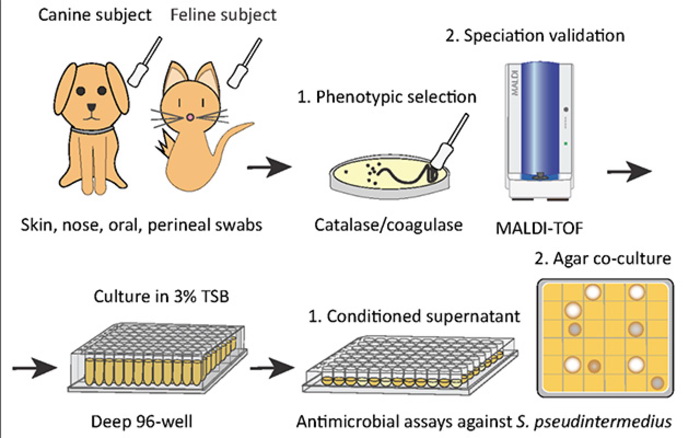 貓葡萄球菌能產生4種抗菌肽，研究團隊計劃在狗隻身上實驗。（UCSD Health Sciences圖片）