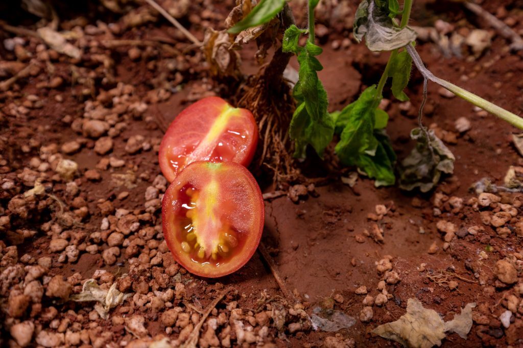 火星版番茄醬採用的品種，屬於較迷你的車厘茄。（佛羅里達理工學院圖片）