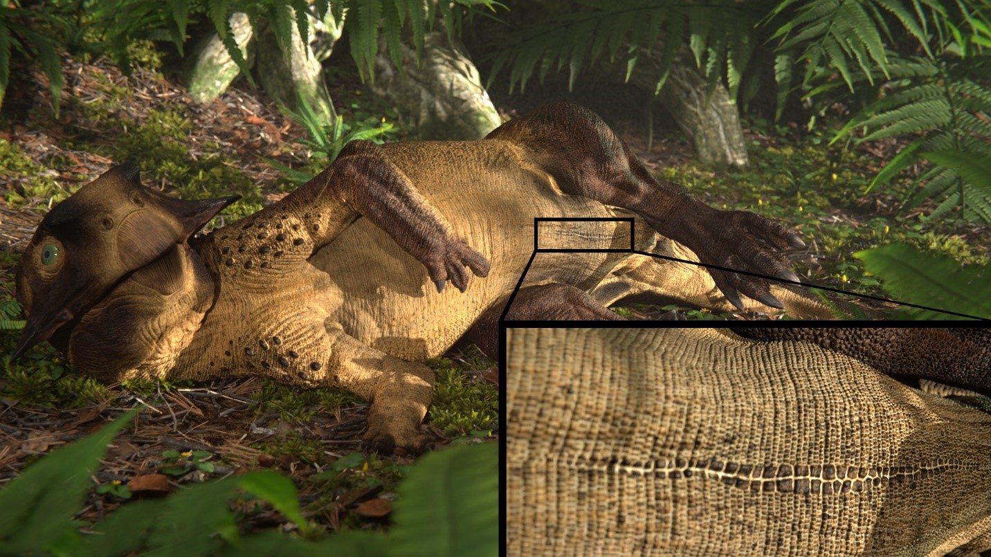 研究團隊在鸚鵡嘴龍的化石上確認其包圍臍部疤痕的獨特鱗片；圖為立體重建圖。（中大提供圖片）