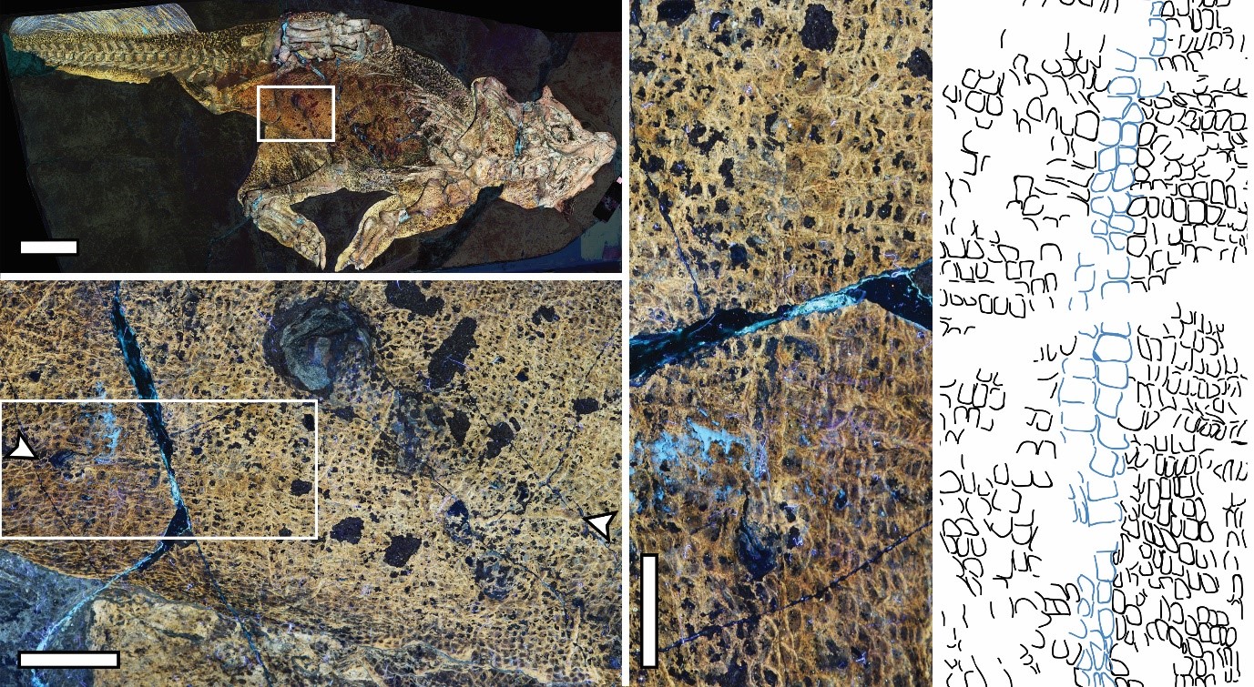 鐳射螢光成像，顯示了化石臍部疤痕位置。（中大提供圖片）