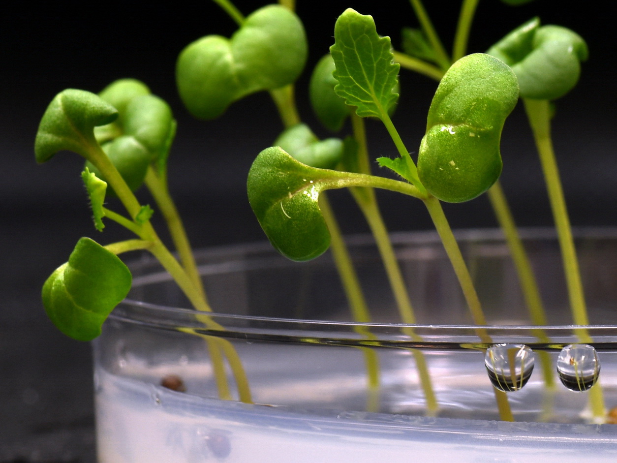 將植物放在乙酸鹽培養基上，亦可在漆黑中茁壯生長。（UC Riverside網上圖片） 