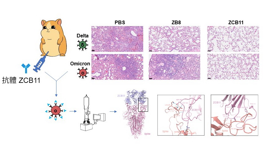 研究發現，ZCB11抗體可保護倉鼠肺部，免受Omicron變異病毒攻擊。（港大網上圖片）