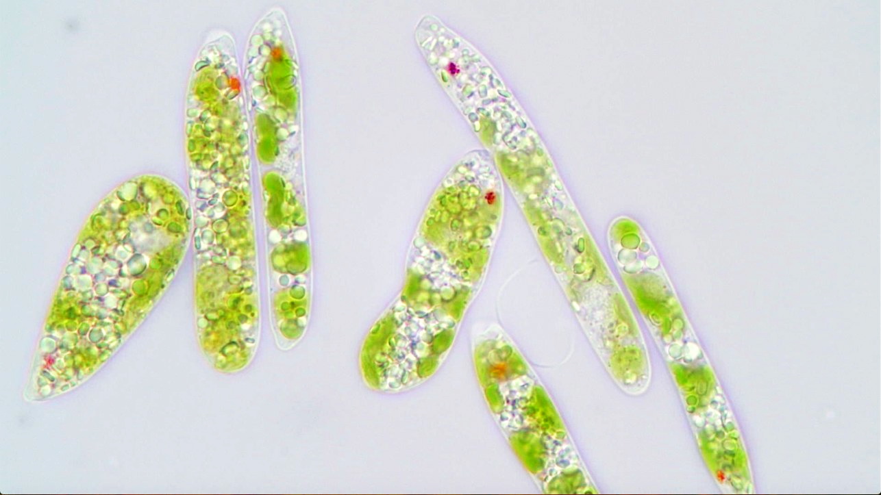 早在1974年，微藻之一的螺旋藻已被聯合國認定為很可能是未來最佳食物。（甲茵科技網上圖片）